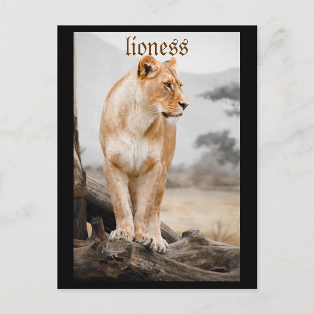 postal de lioness (Anverso)