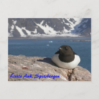 Postal de Little Auk Spitsbergen