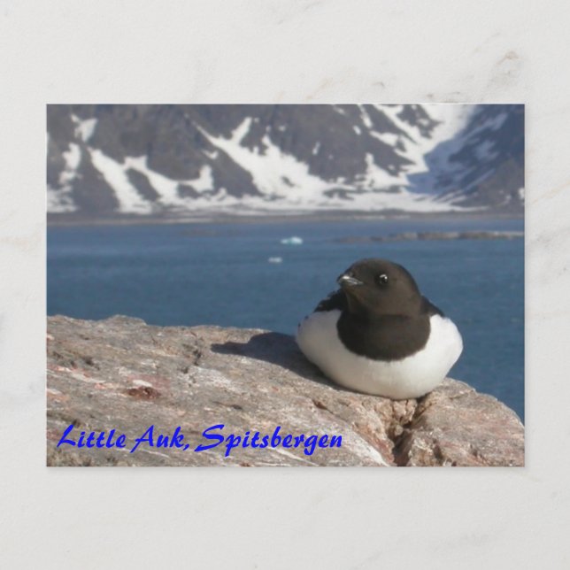 Postal de Little Auk Spitsbergen (Anverso)