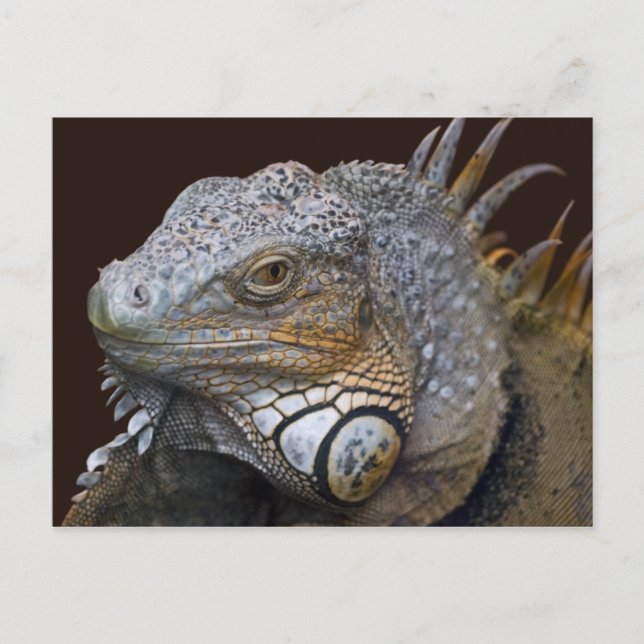 Postal de Little Dragon (Anverso)