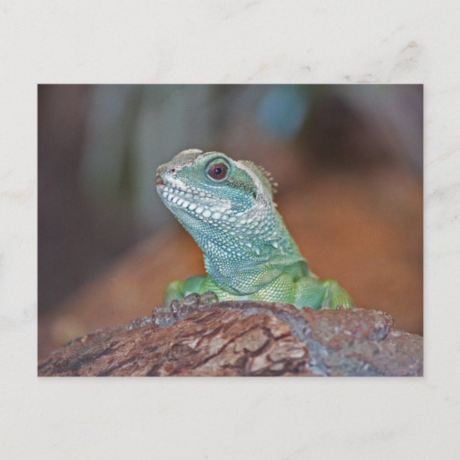 postal de Lizard (Anverso)