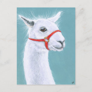 Postal de Llama Blanca Sonriente