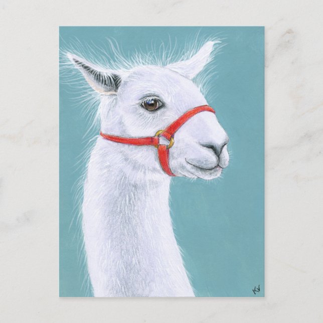 Postal de Llama Blanca Sonriente (Anverso)