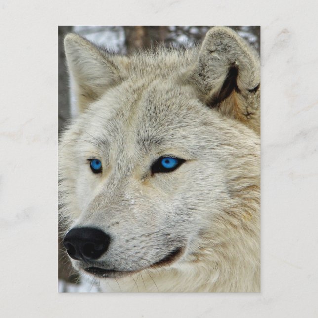Postal de Lobo Blanco Ojo Azul (Anverso)