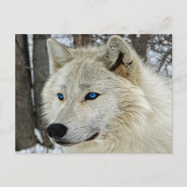 Postal de Lobo Blanco Ojos Azules (Anverso)