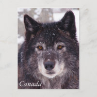 Postal de lobo negro - Canadá