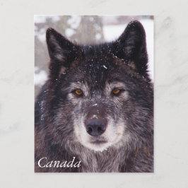 Postal de lobo negro - Canadá