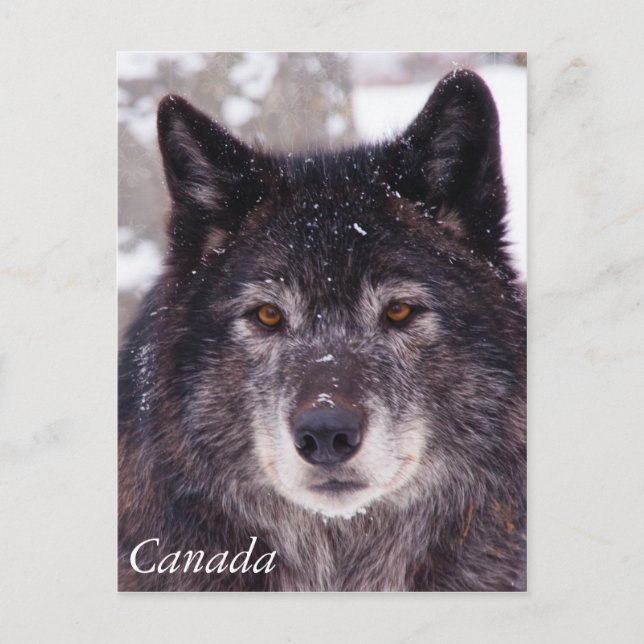 Postal de lobo negro - Canadá (Anverso)