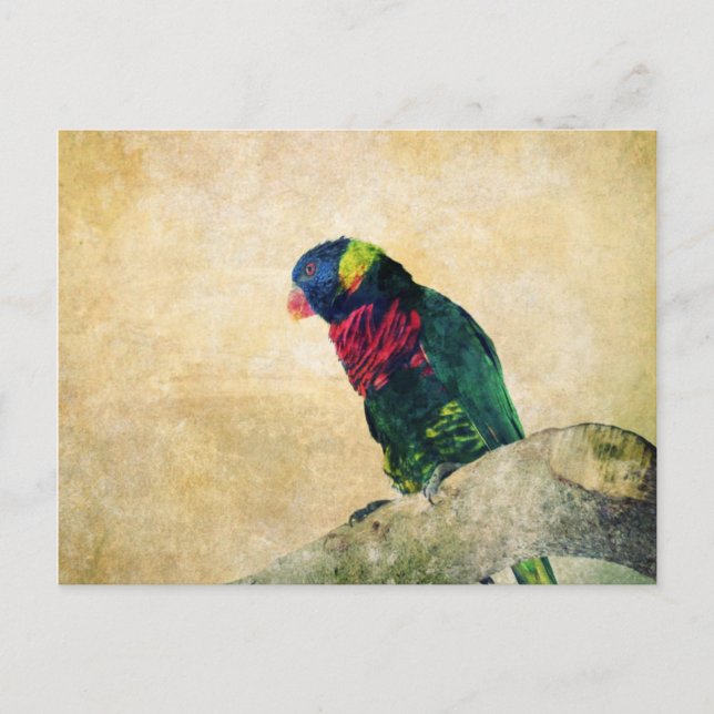 Postal de Lorikeet (Anverso)