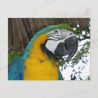 Postal de loro azul y dorado