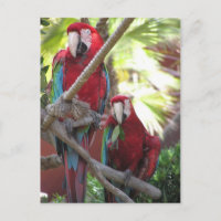 Postal de loros