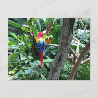 Postal de loros