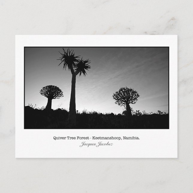 Postal de los Árboles del Quiver (Anverso)