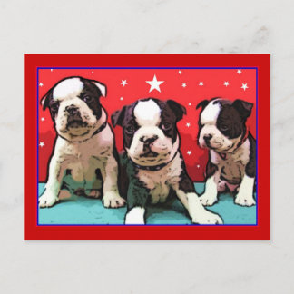 postal de los cachorros de Boston Terrier