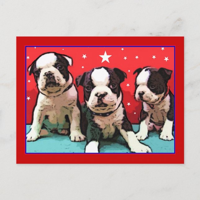 postal de los cachorros de Boston Terrier (Anverso)
