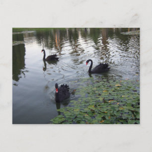postal de los cisnes negros