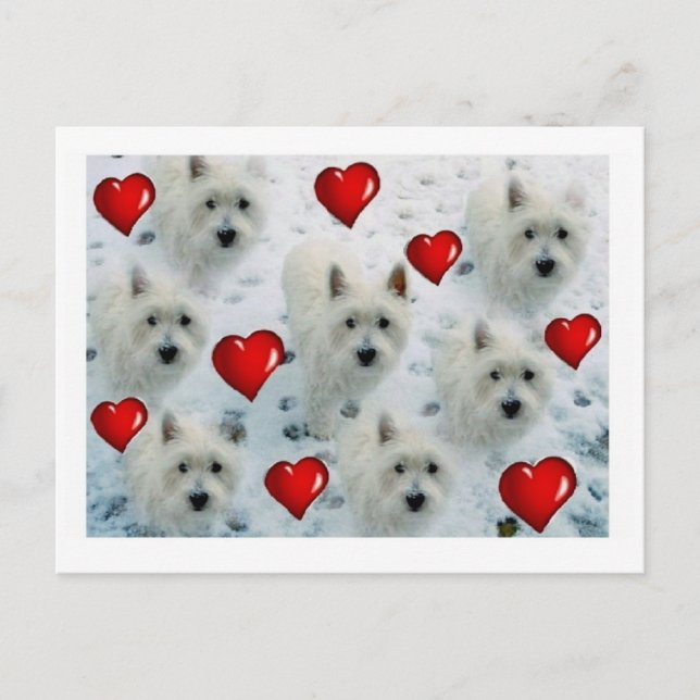 Postal de los corazones de Westie gracias, (Anverso)