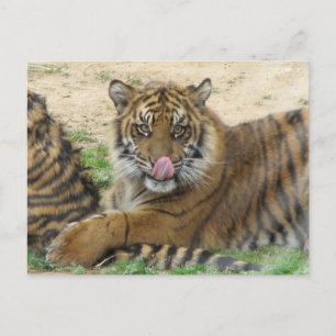 Postal de los Cubos de tigre