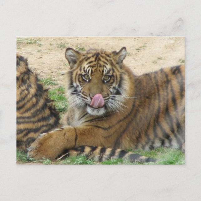 Postal de los Cubos de tigre (Anverso)