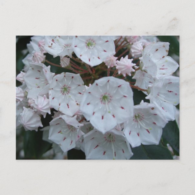 Postal de los flores del laurel de montaña (Anverso)