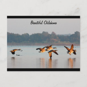 Postal de los gansos de Canadá en vuelo