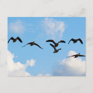 Postal de los gansos del vuelo