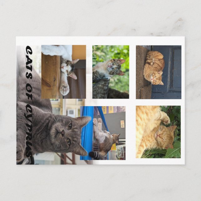 Postal de los gatos de Chipre (Anverso)