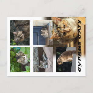 Postal de los gatos de Chipre