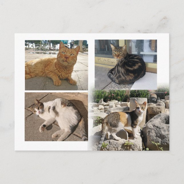 Postal de los gatos de Chipre (Anverso)