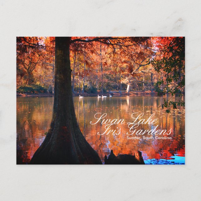 Postal de los Jardines de Iris del Lago Swan (Anverso)