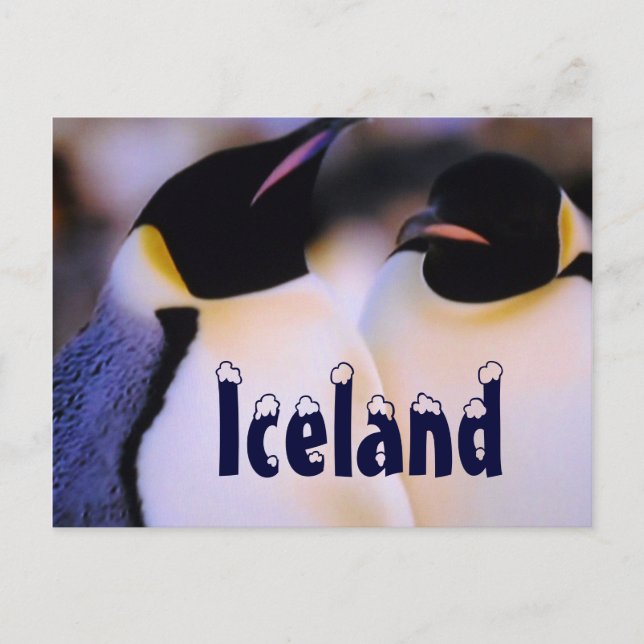 postal de los pingüinos árticos de Islandia (Anverso)