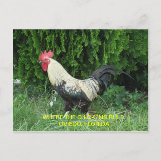 Postal de los pollos de Oviedo