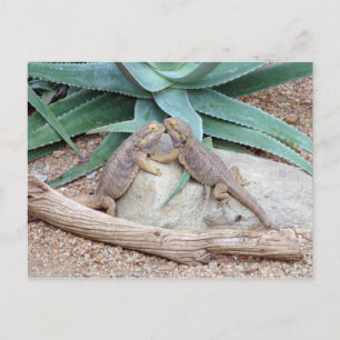 Postal de los you_Reptiles del amor