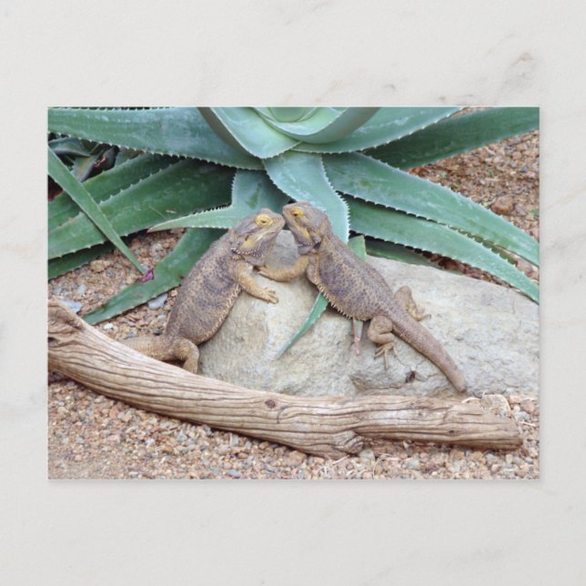 Postal de los you_Reptiles del amor (Anverso)