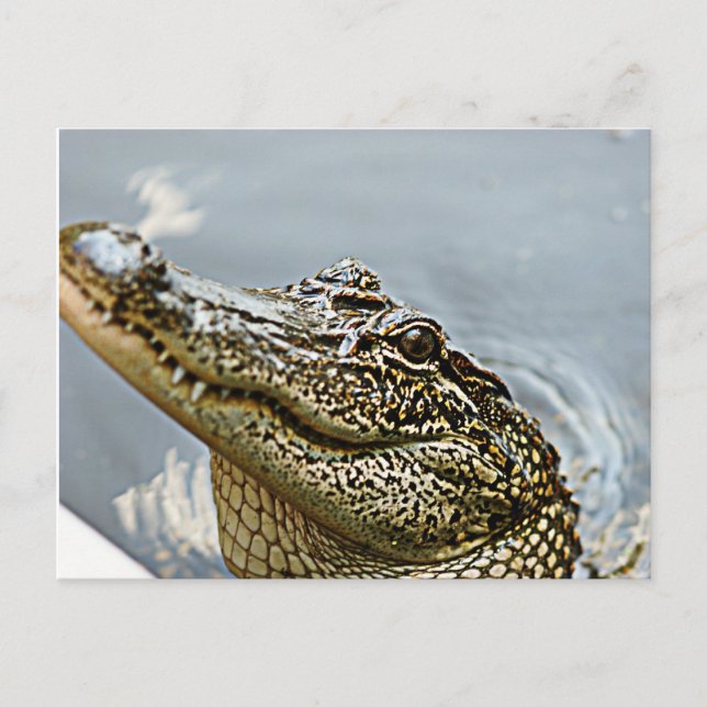 Postal de Louisiana Alligator (Anverso)