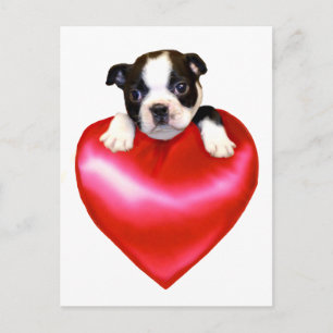 postal de Love Boston Terrier
