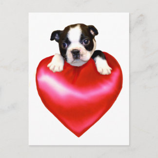 postal de Love Boston Terrier