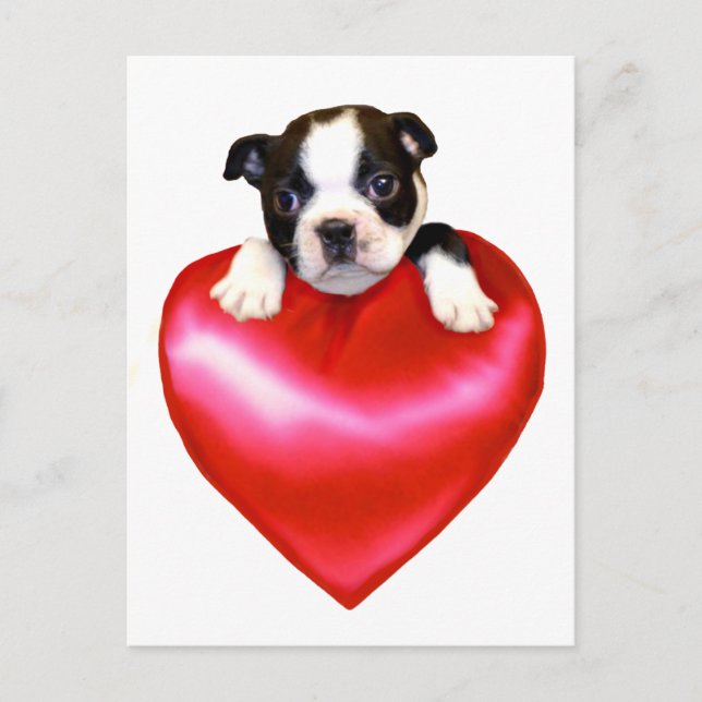 postal de Love Boston Terrier (Anverso)