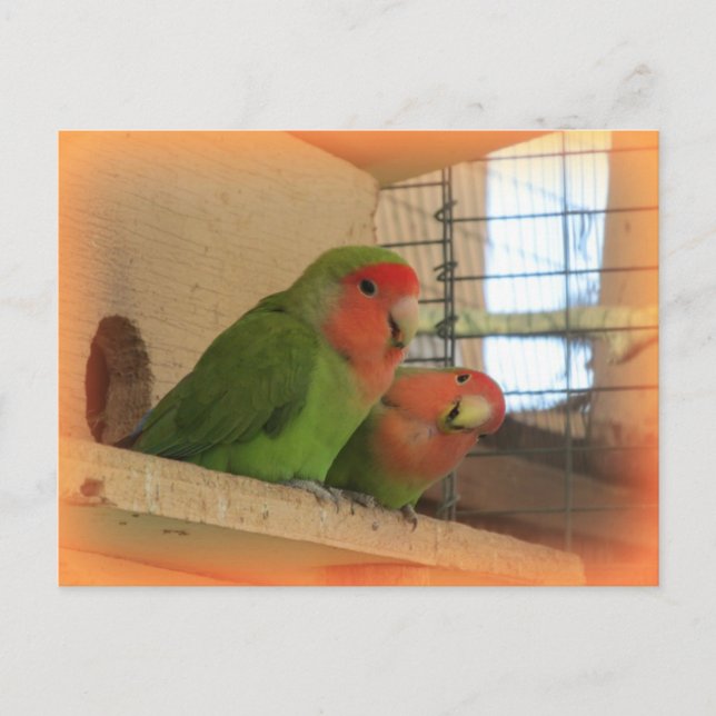 Postal de Lovebirds (Anverso)