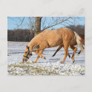 Postal de Lugos sacándose