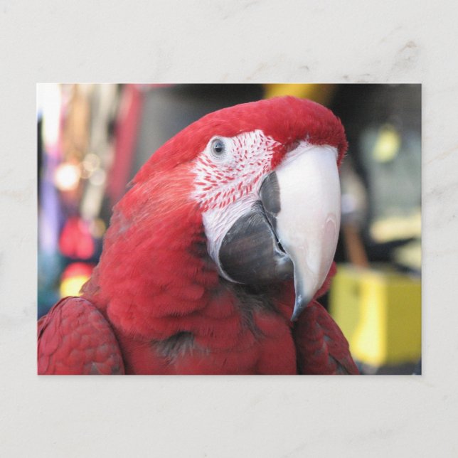 Postal de Macaw (Anverso)