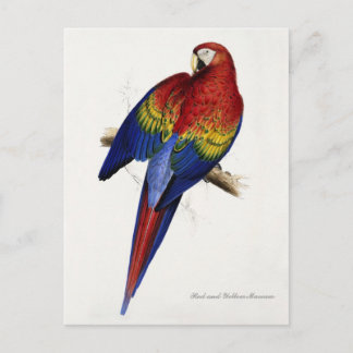 Postal de Maccaw rojo y amarillo
