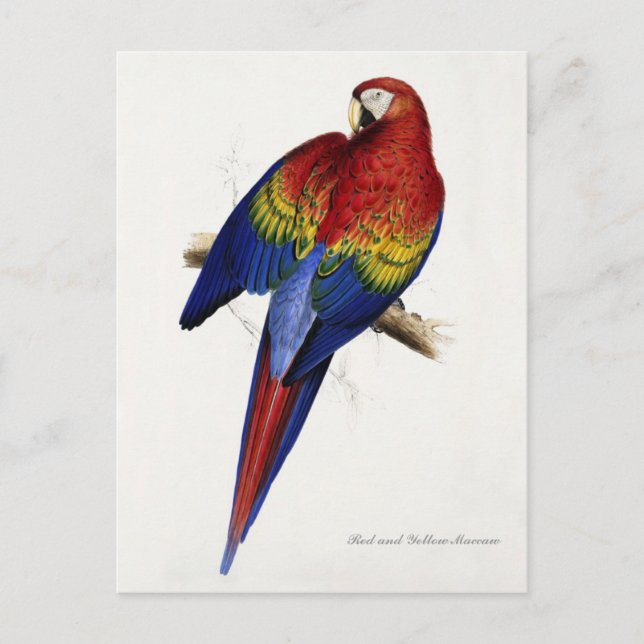 Postal de Maccaw rojo y amarillo (Anverso)
