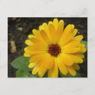 Postal de macro amarillo Marigold