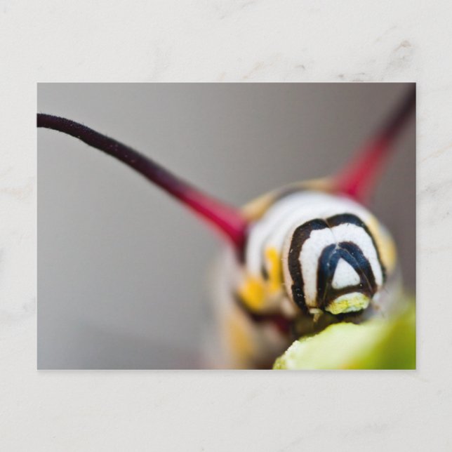 Postal de macro de oruga (Anverso)