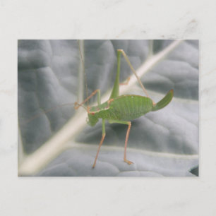 Postal de macro grillo verde