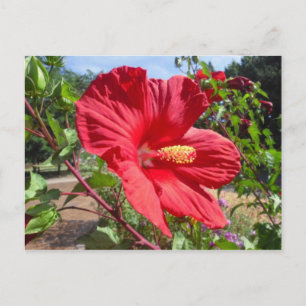 Postal de macro Hibiscus Rojo