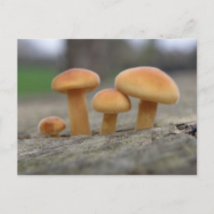 Postal de macro para toadstoides pequeños
