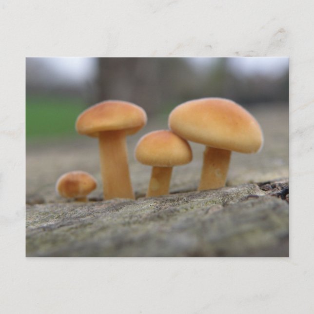 Postal de macro para toadstoides pequeños (Anverso)