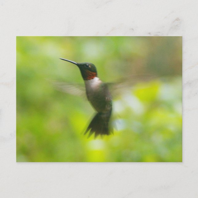 Postal de Malé Ruby Throat Hummingbird (Anverso)